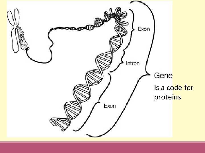 Is a code for proteins 