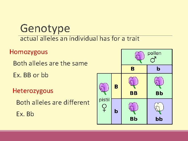 Genotype actual alleles an individual has for a trait Homozygous Both alleles are the