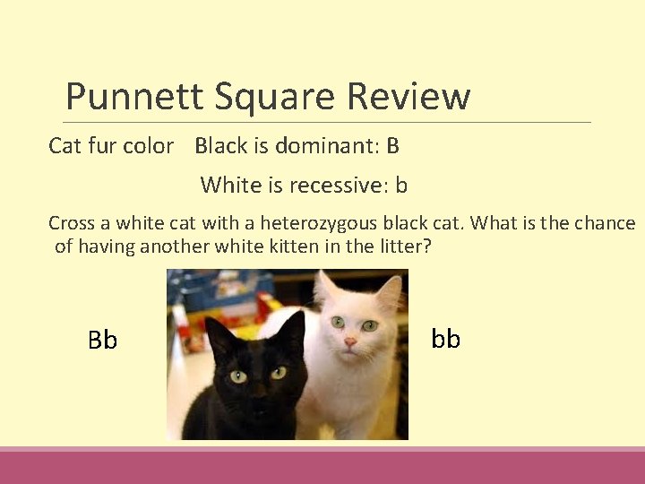 Punnett Square Review Cat fur color Black is dominant: B White is recessive: b