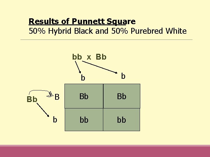 Results of Punnett Square 50% Hybrid Black and 50% Purebred White bb x Bb