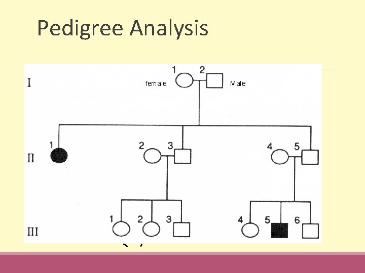 Pedigree Analysis female Male 