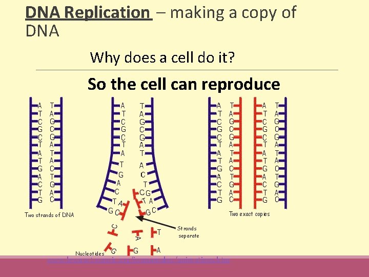 DNA Replication – making a copy of DNA Why does a cell do it?