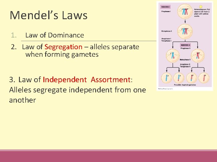 Mendel’s Laws 1. Law of Dominance 2. Law of Segregation – alleles separate when