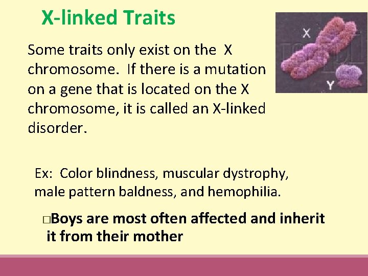 X-linked Traits Some traits only exist on the X chromosome. If there is a