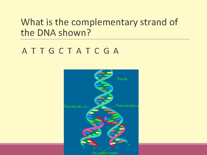 What is the complementary strand of the DNA shown? A T T G C