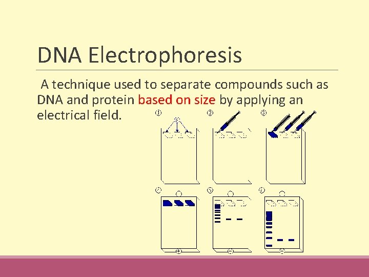 DNA Electrophoresis A technique used to separate compounds such as DNA and protein based