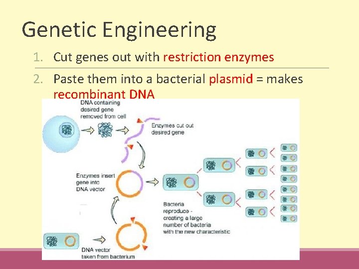 Genetic Engineering 1. Cut genes out with restriction enzymes 2. Paste them into a