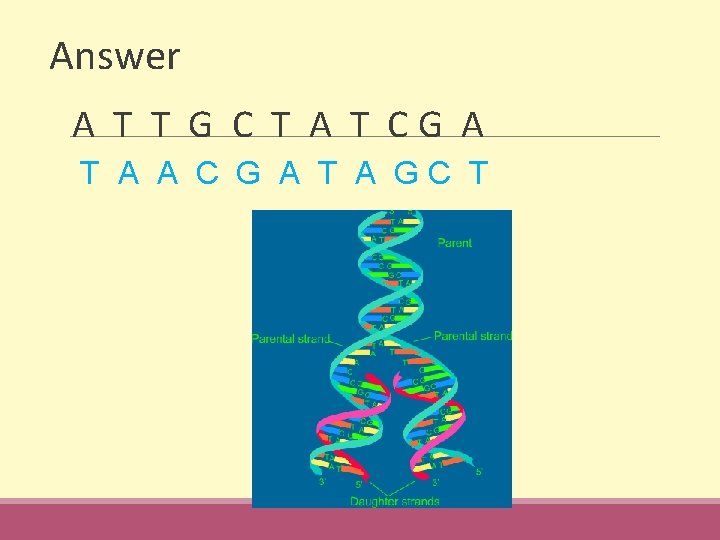 Answer A T T G C T A T C G A T A