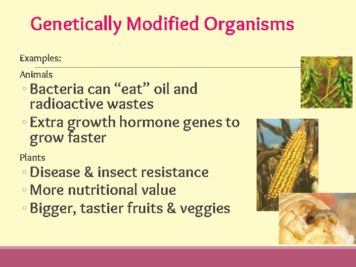 Genetically Modified Organisms Examples: Animals ◦ Bacteria can “eat” oil and radioactive wastes ◦