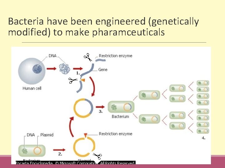 Bacteria have been engineered (genetically modified) to make pharamceuticals 
