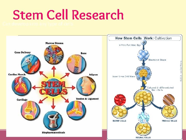 Stem Cell Research Can develop into any type of cells 