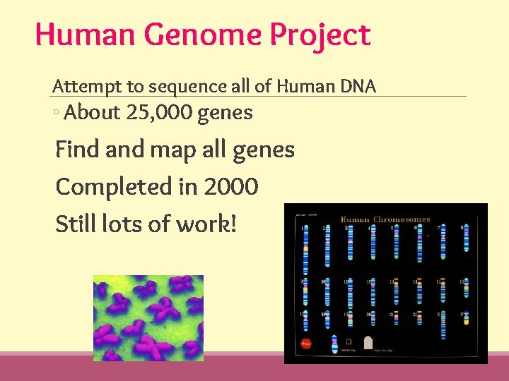Human Genome Project Attempt to sequence all of Human DNA ◦ About 25, 000