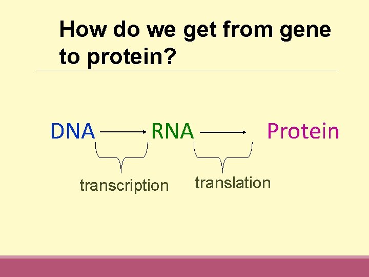 How do we get from gene to protein? DNA RNA Protein transcription translation 