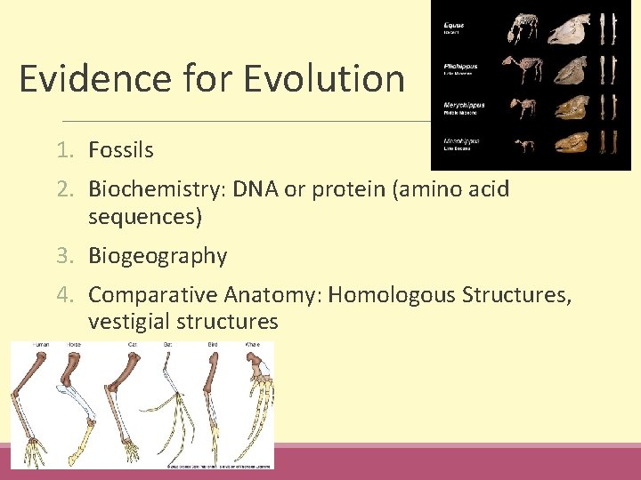 Evidence for Evolution 1. Fossils 2. Biochemistry: DNA or protein (amino acid sequences) 3.