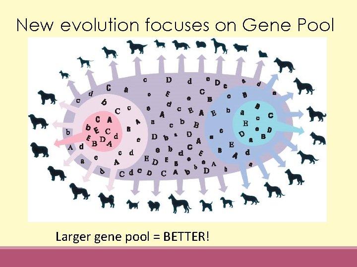 New evolution focuses on Gene Pool Larger gene pool = BETTER! 