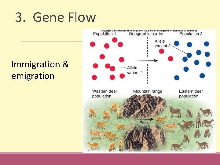 3. Gene Flow Immigration & emigration 