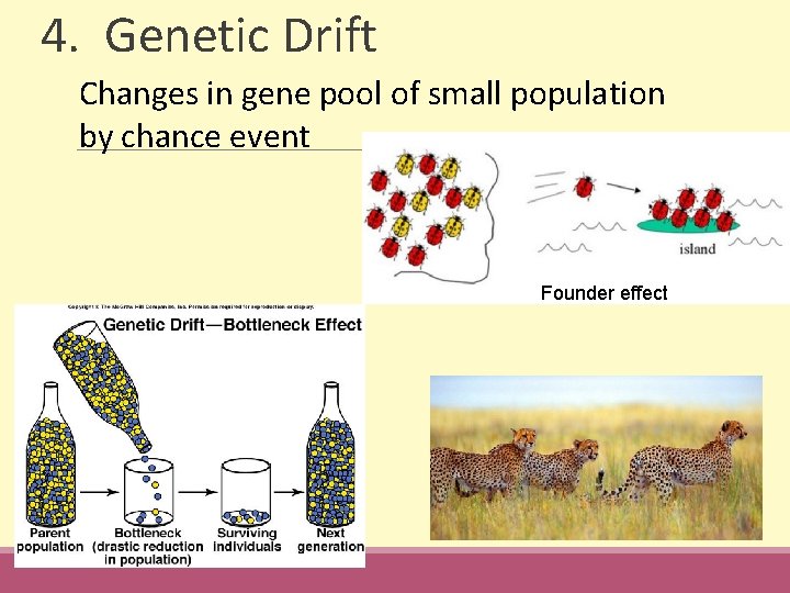 4. Genetic Drift Changes in gene pool of small population by chance event Founder