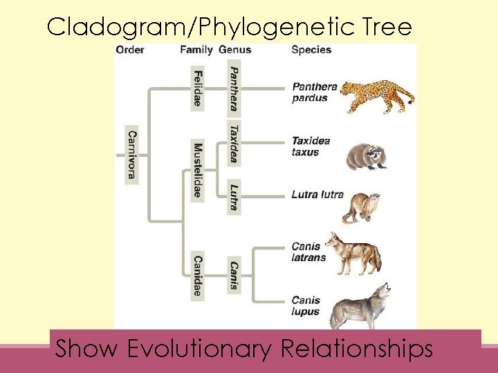 Cladogram/Phylogenetic Tree Show Evolutionary Relationships 