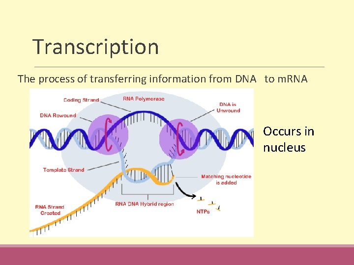  Transcription The process of transferring information from DNA to m. RNA Occurs in