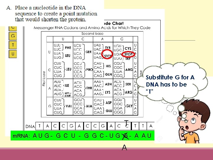 Substitute G for A DNA has to be “T” T m. RNA: A U