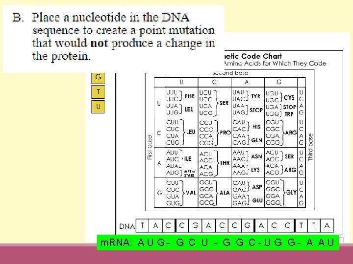 m. RNA: A U G - G C U - G G C -