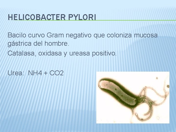 HELICOBACTER PYLORI Bacilo curvo Gram negativo que coloniza mucosa gástrica del hombre. Catalasa, oxidasa