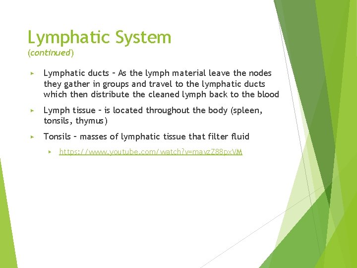Lymphatic System (continued) ▶ Lymphatic ducts – As the lymph material leave the nodes