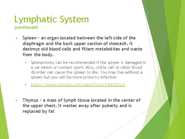 Lymphatic System (continued) ▶ ▶ Spleen – an organ located between the left side