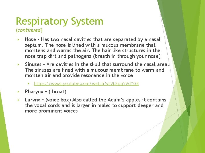 Respiratory System (continued) ▶ Nose – Has two nasal cavities that are separated by