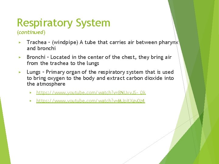 Respiratory System (continued) ▶ Trachea – (windpipe) A tube that carries air between pharynx