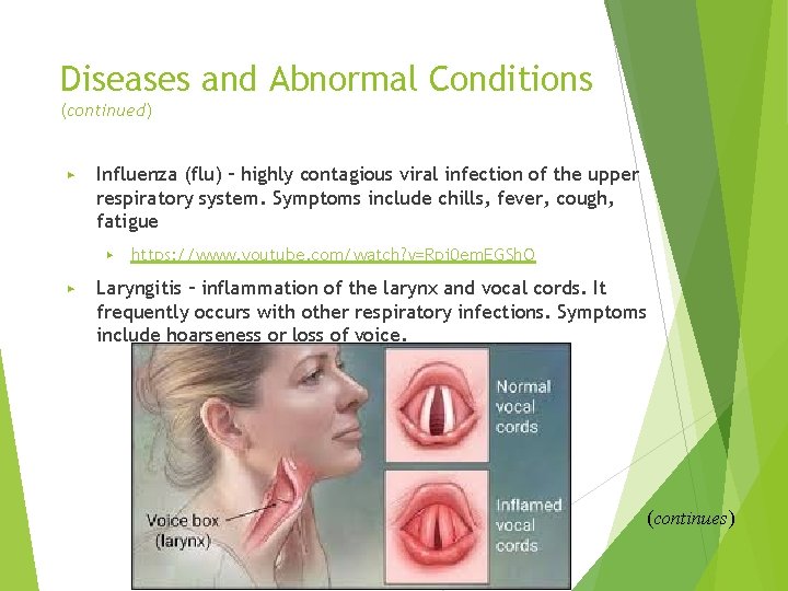 Diseases and Abnormal Conditions (continued) ▶ Influenza (flu) – highly contagious viral infection of
