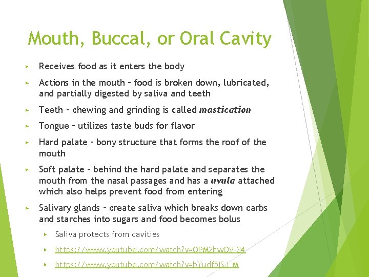 Mouth, Buccal, or Oral Cavity ▶ Receives food as it enters the body ▶