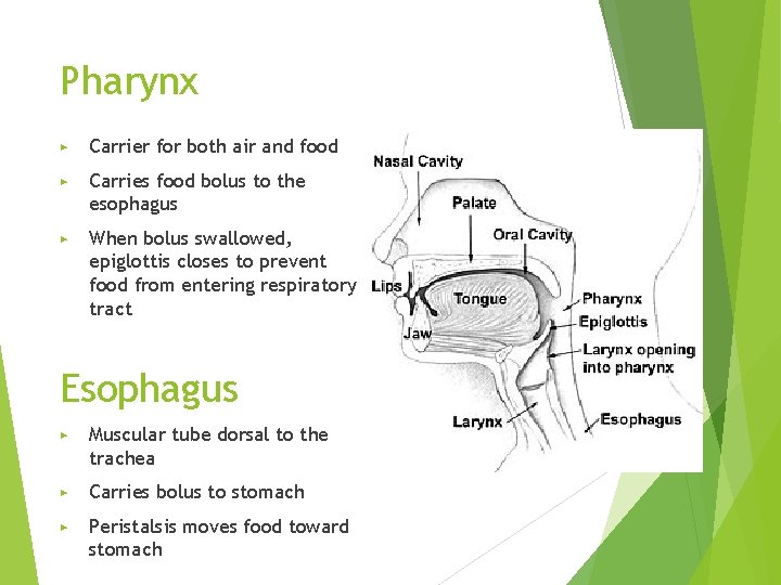 Pharynx ▶ Carrier for both air and food ▶ Carries food bolus to the