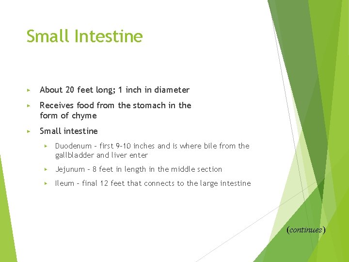 Small Intestine ▶ About 20 feet long; 1 inch in diameter ▶ Receives food