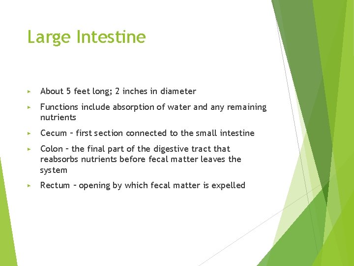 Large Intestine ▶ About 5 feet long; 2 inches in diameter ▶ Functions include