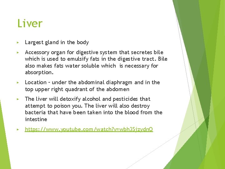 Liver ▶ Largest gland in the body ▶ Accessory organ for digestive system that