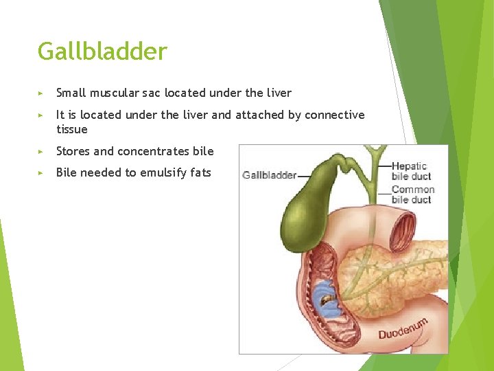 Gallbladder ▶ Small muscular sac located under the liver ▶ It is located under