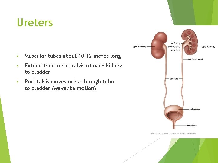 Ureters ▶ Muscular tubes about 10– 12 inches long ▶ Extend from renal pelvis