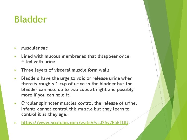 Bladder ▶ Muscular sac ▶ Lined with mucous membranes that disappear once filled with