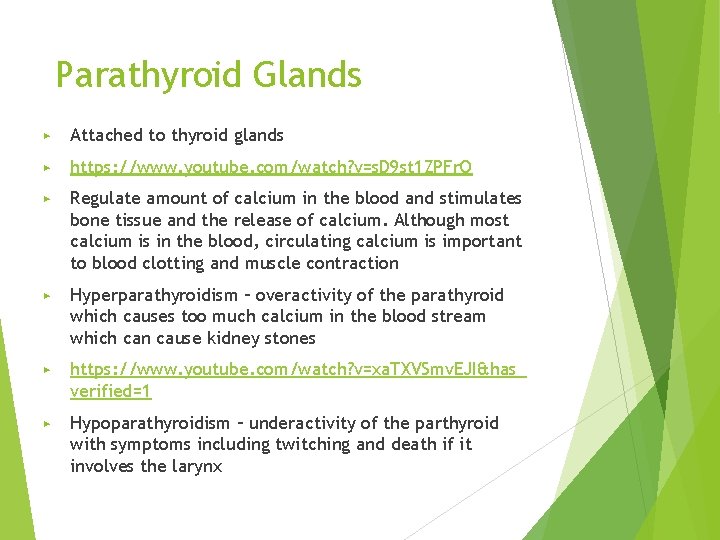 Parathyroid Glands ▶ Attached to thyroid glands ▶ https: //www. youtube. com/watch? v=s. D
