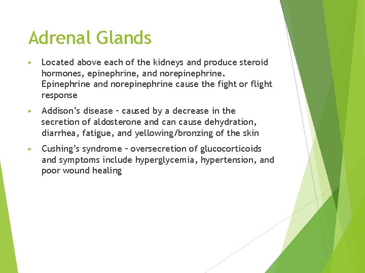 Adrenal Glands ▶ Located above each of the kidneys and produce steroid hormones, epinephrine,