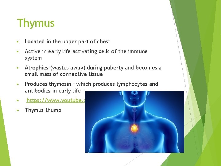 Thymus ▶ Located in the upper part of chest ▶ Active in early life