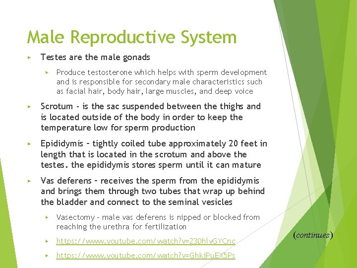 Male Reproductive System ▶ Testes are the male gonads ▶ Produce testosterone which helps