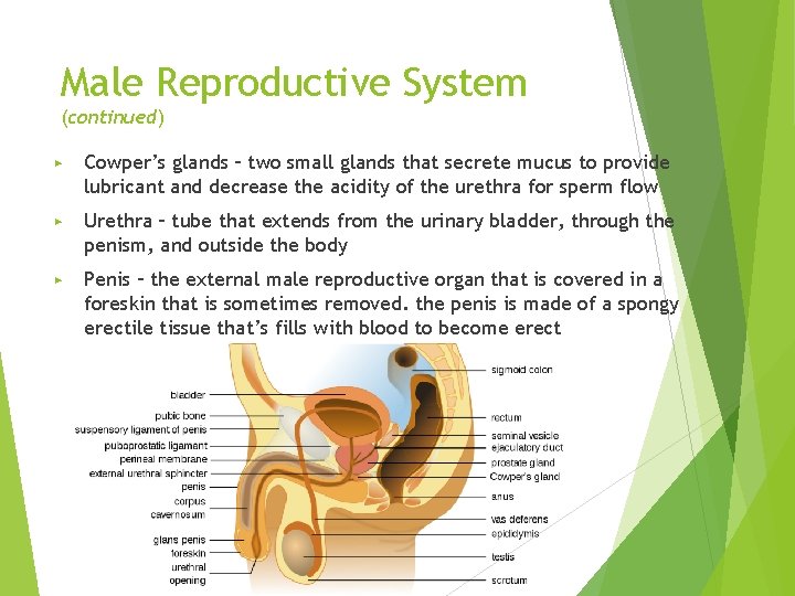 Male Reproductive System (continued) ▶ Cowper’s glands – two small glands that secrete mucus