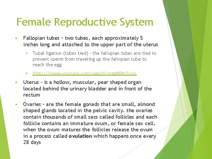 Female Reproductive System ▶ Fallopian tubes – two tubes, each approximately 5 inches long