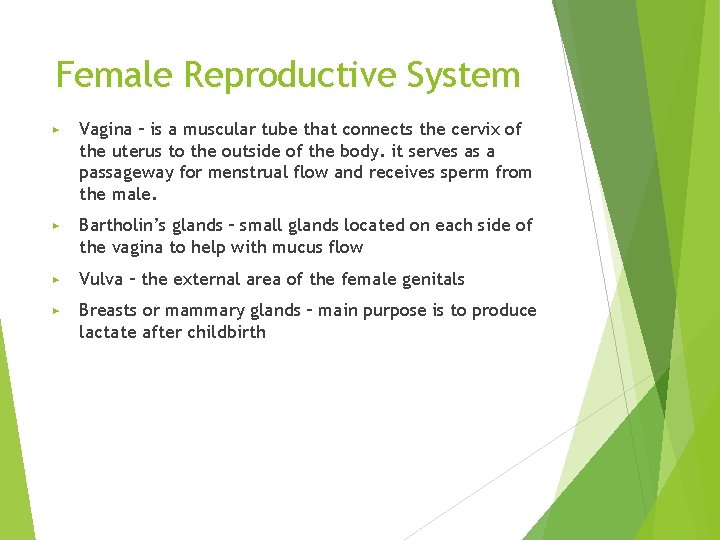 Female Reproductive System ▶ Vagina – is a muscular tube that connects the cervix