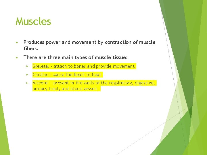 Muscles ▶ Produces power and movement by contraction of muscle fibers. ▶ There are
