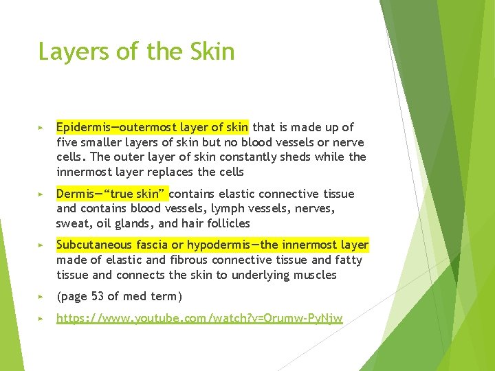 Layers of the Skin ▶ Epidermis—outermost layer of skin that is made up of