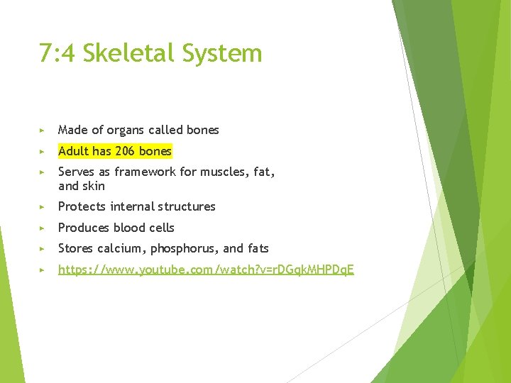 7: 4 Skeletal System ▶ Made of organs called bones ▶ Adult has 206