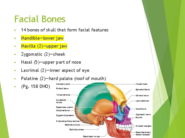 Facial Bones ▶ 14 bones of skull that form facial features ▶ Mandible—lower jaw
